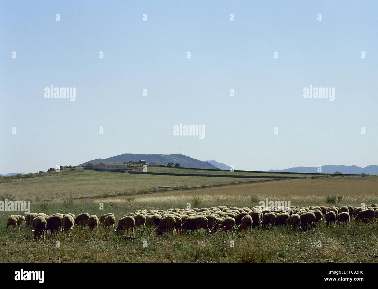Spain. Extremadura. Herd sheep. La Serena Region. Badajoz Province. Stock Photo