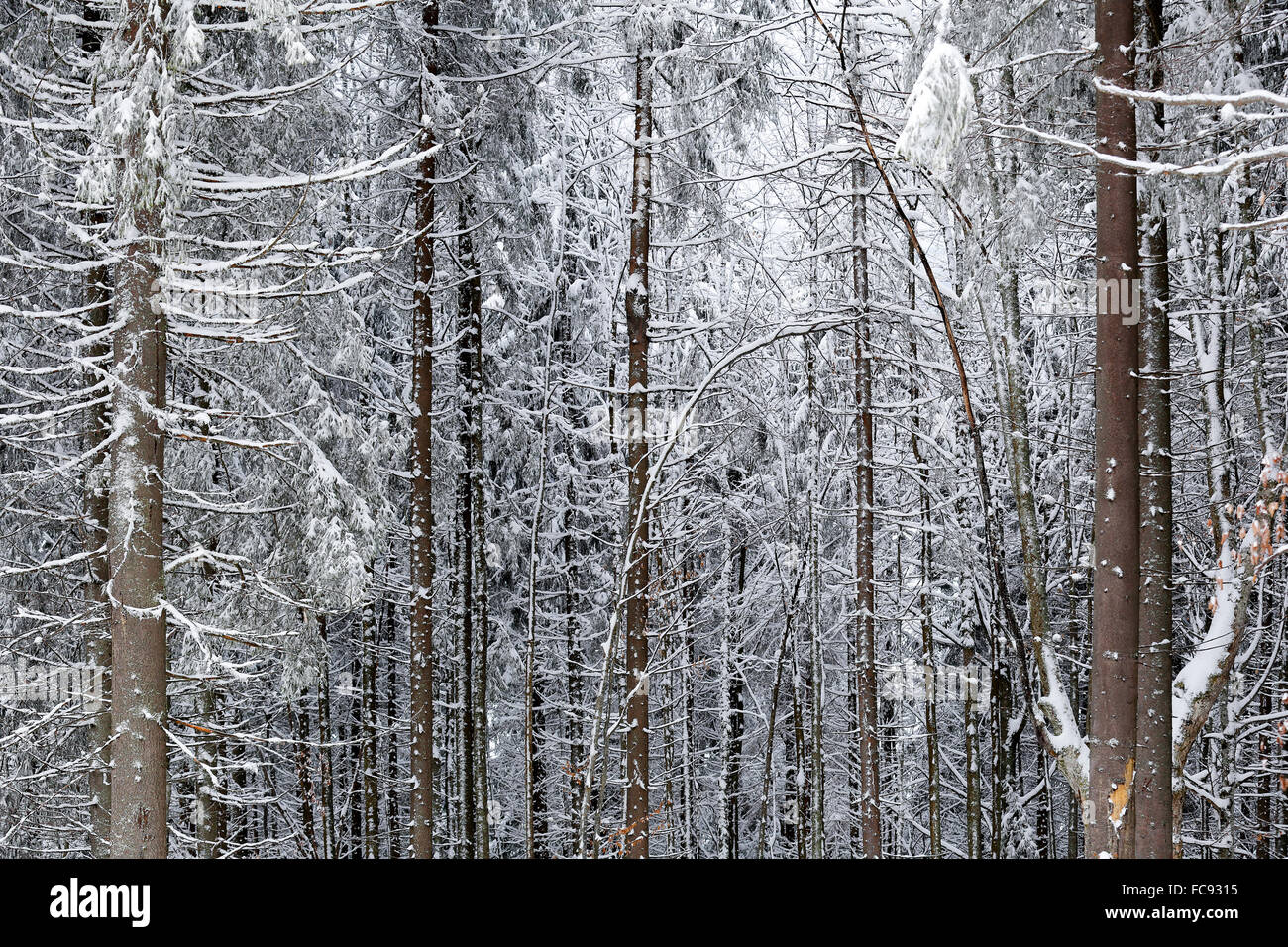 Pine forest covered with snow Stock Photo - Alamy