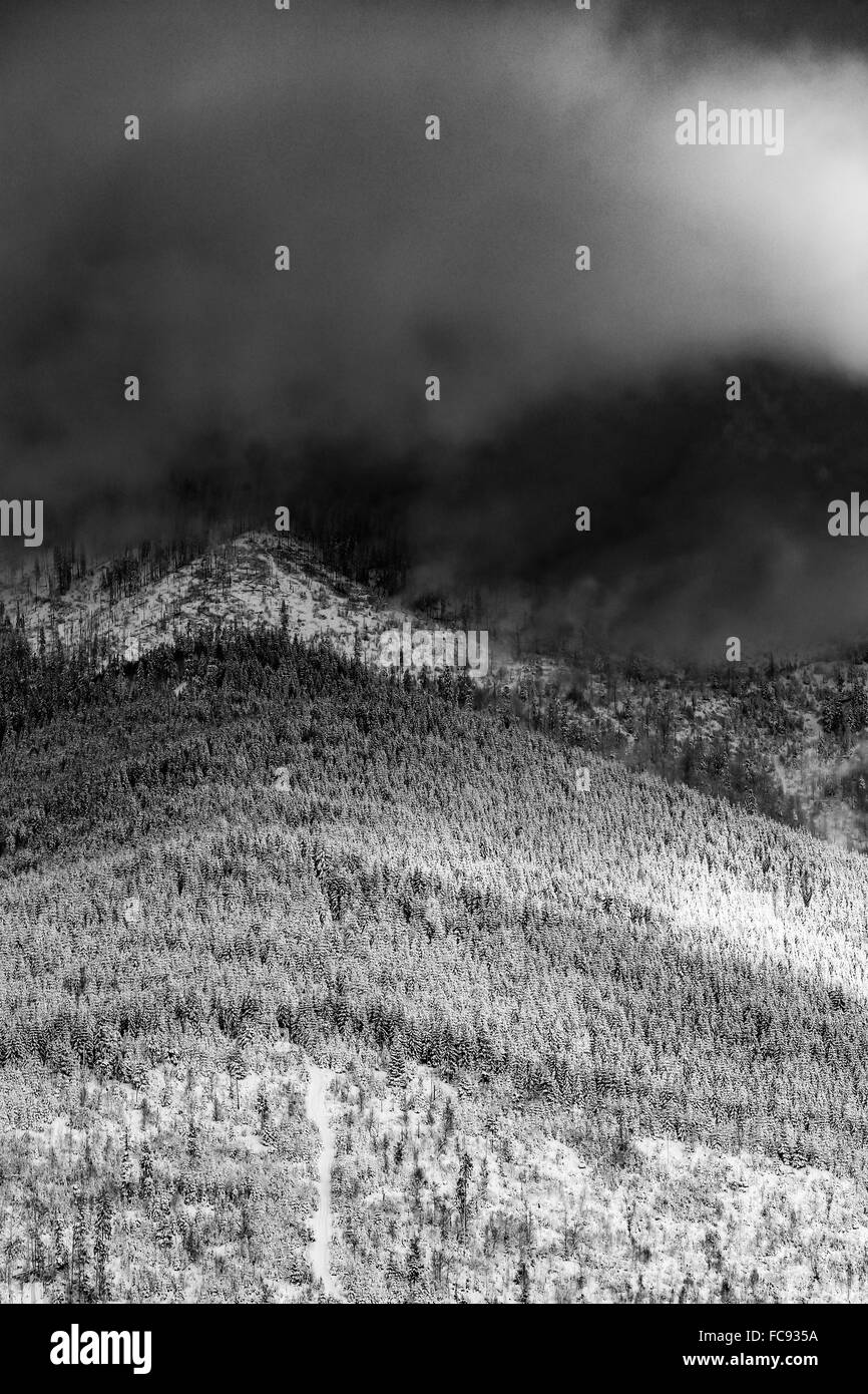 Winter landscape in snowy forest black and white Stock Photo - Alamy