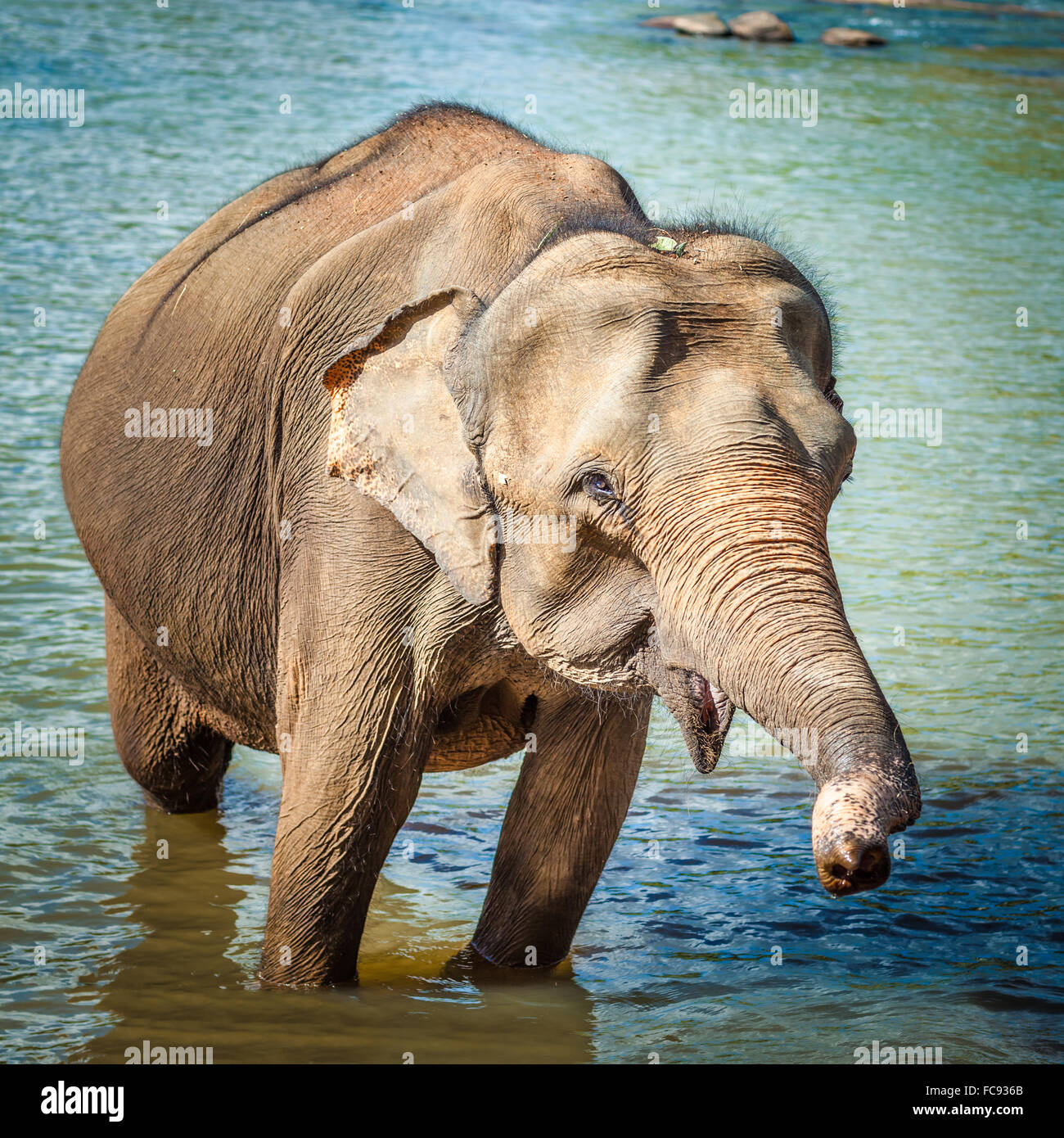 Elephant Cub Bathing Stock Photo - Alamy