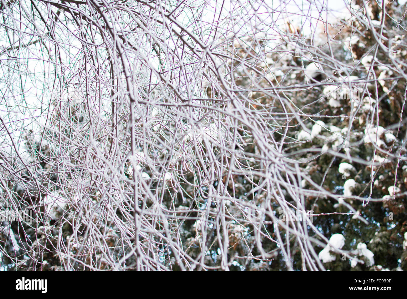 Lilac branches in blur. Covered with snow. Bright and sunny day Stock Photo