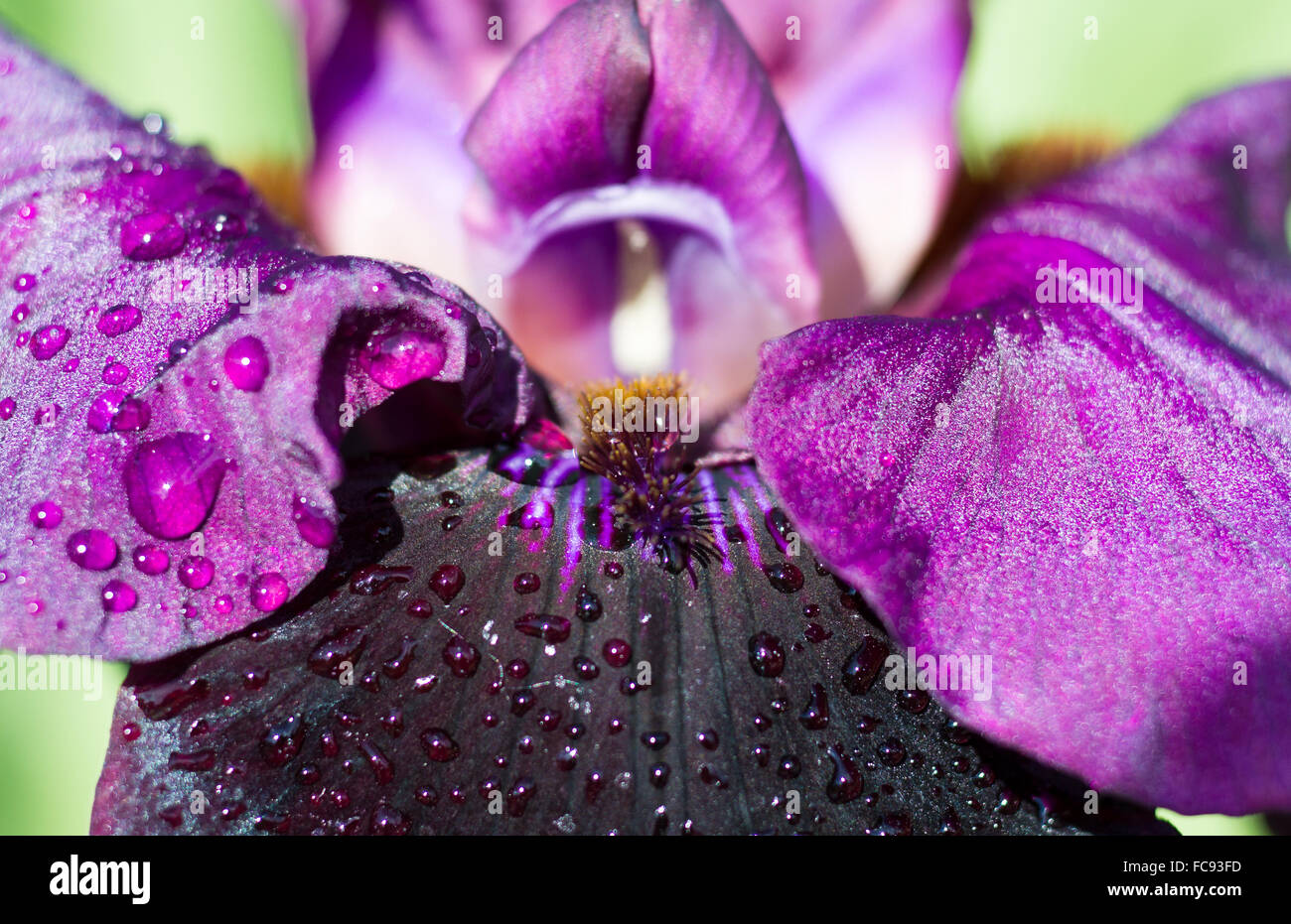 Macro of black iris cultivar Sable Night Stock Photo Alamy
