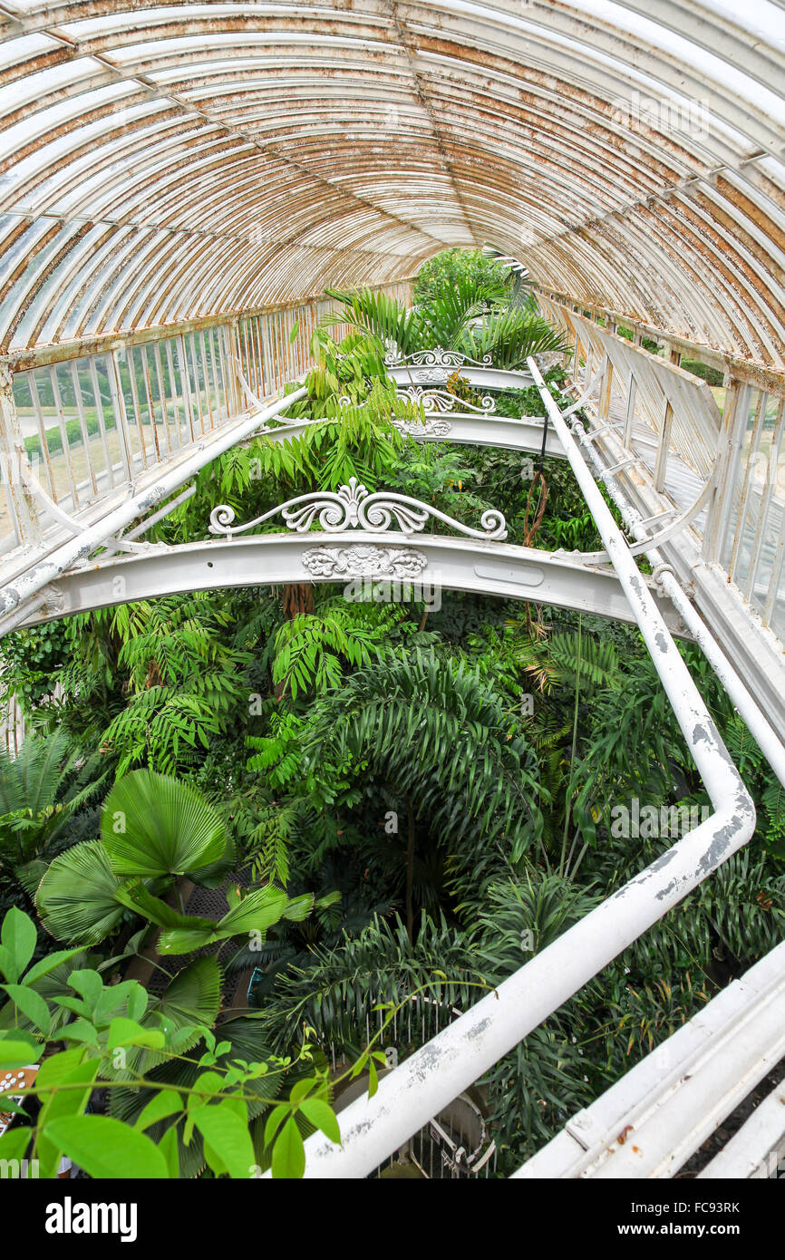 Delicate plants inside the Palm House at Kew Gardens Royal Botanical