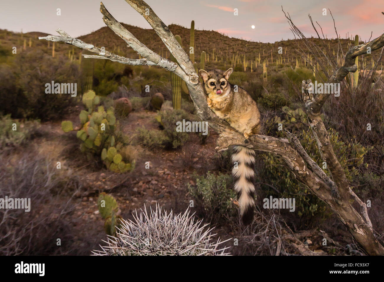 Captive ringtail (Bassariscus astutus) at sunset, Arizona Sonora Desert Museum, Tucson, Arizona, United States of America Stock Photo