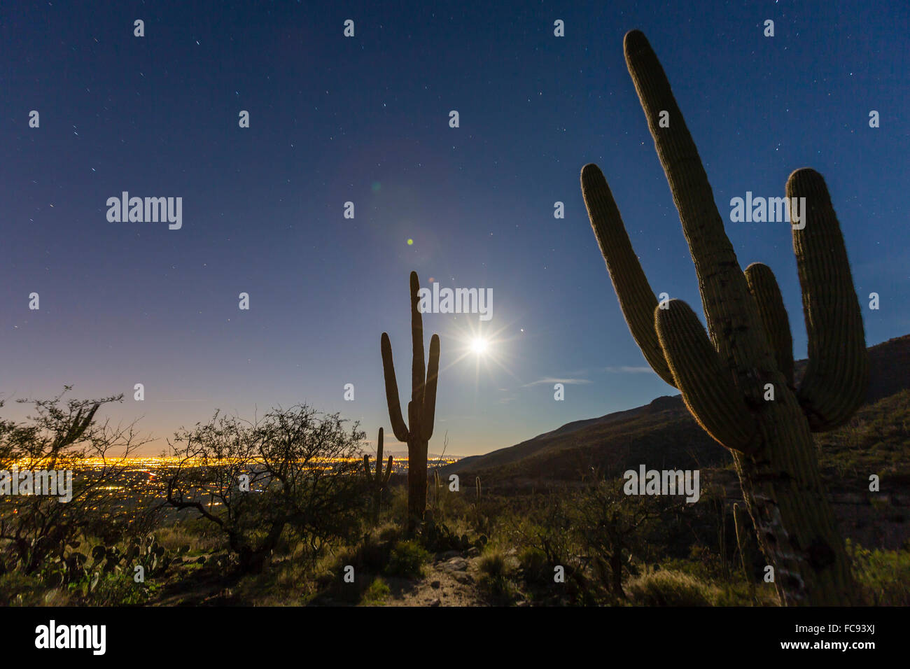Giant saguaro cactus (Carnegiea gigantea), under full moon in the Catalina Mountains, Tucson, Arizona, United States of America Stock Photo