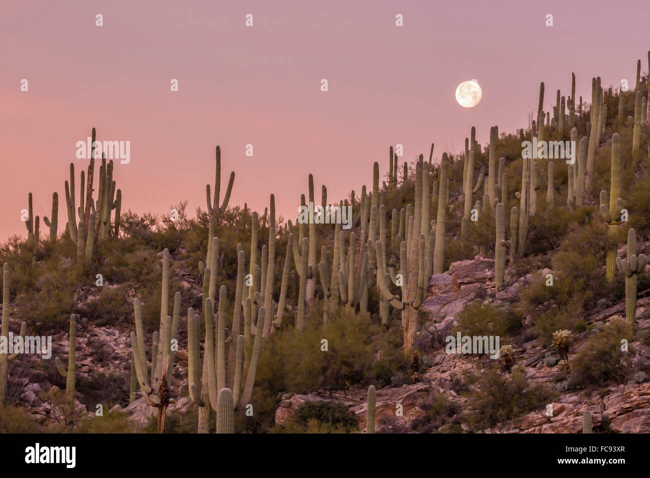 Giant saguaro cactus (Carnegiea gigantea), under full moon in the Catalina Mountains, Tucson, Arizona, United States of America Stock Photo