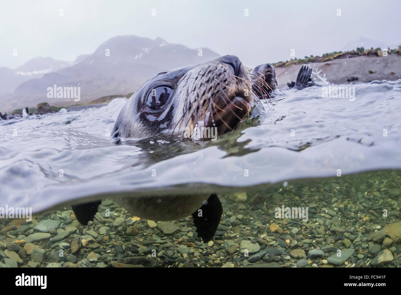 Antarctica Fur Seal Pup Arctocephalus Gazella Above And Below Underwater In Husvik Bay South Georgia Polar Regions Antarctica Fur Seal Pup Arctocephalus Gazella Above And Below Underwater In Husvik Bay South Georgia Polar Regions