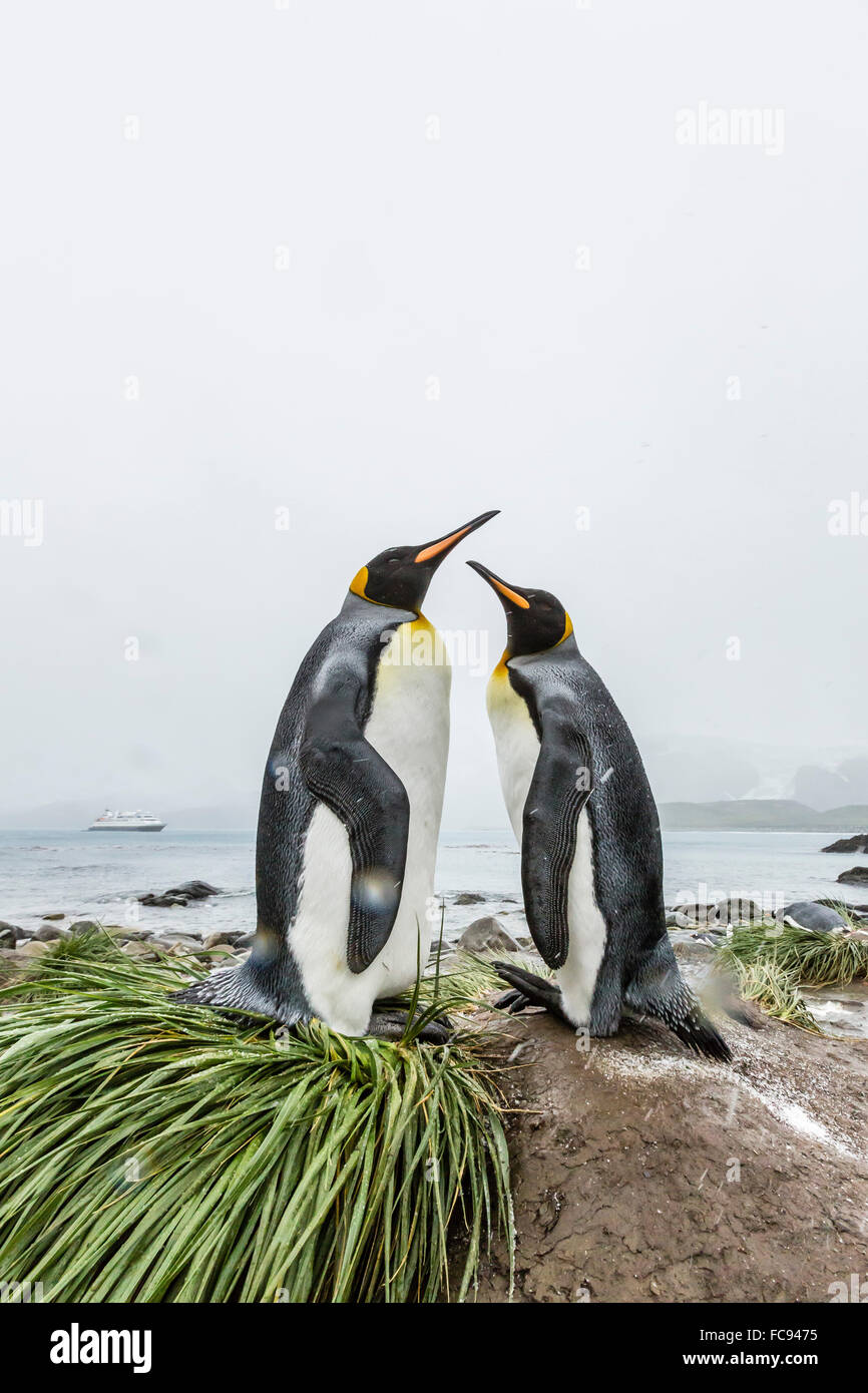 King penguins (Aptenodytes patagonicus) courtship display on the beach at Gold Harbour, South Georgia, Polar Regions Stock Photo