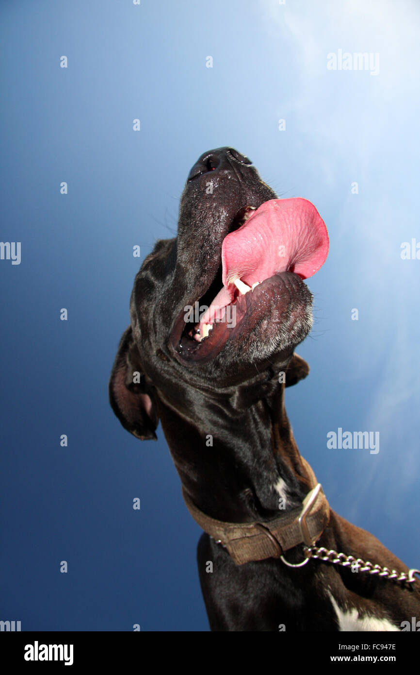 a large friendly black Great Dane dog photographed from below with its tongue out, wearing a collar and a lead. Stock Photo