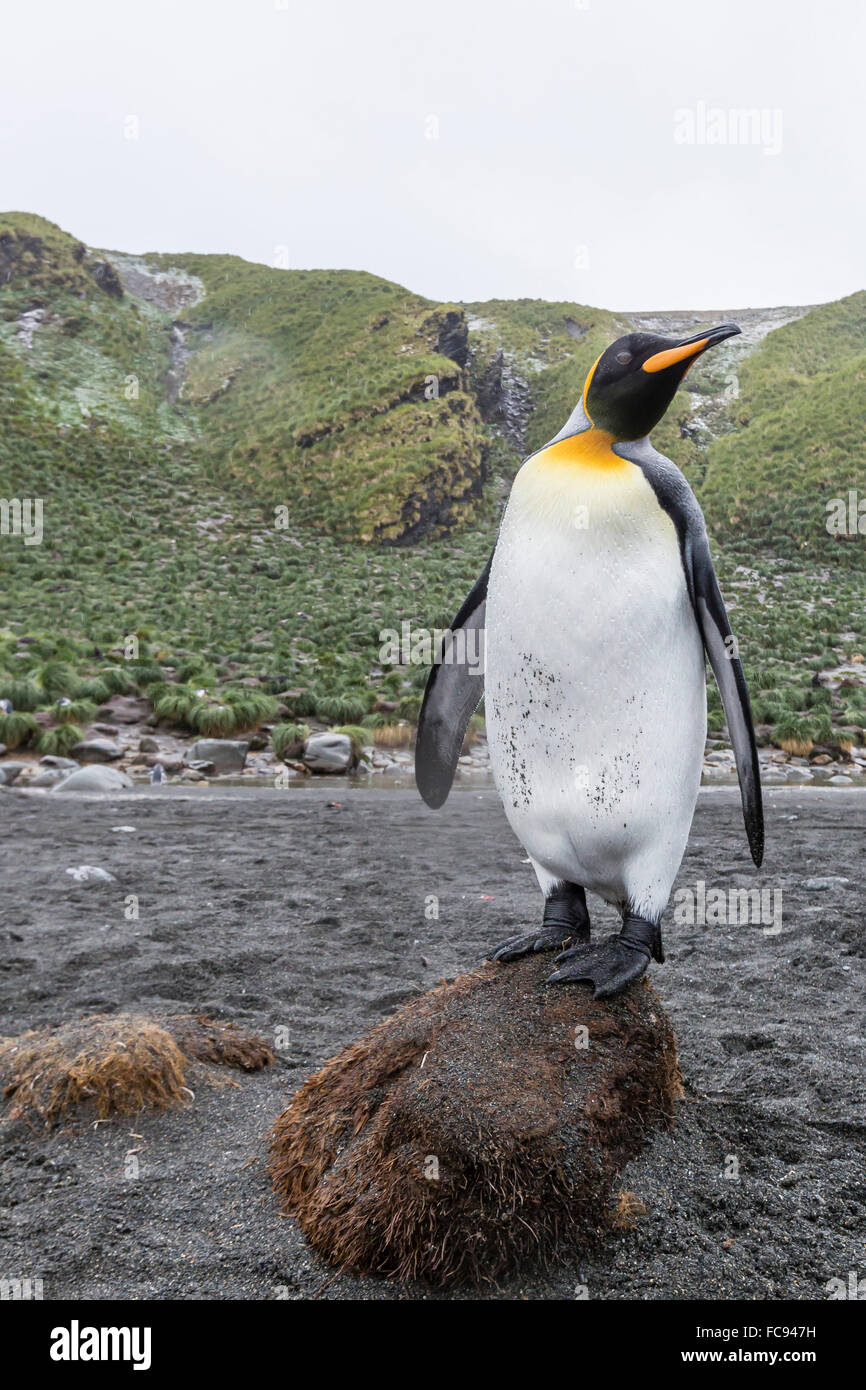 King penguin (Aptenodytes patagonicus), breeding colony at Gold Harbour, South Georgia, Polar Regions Stock Photo