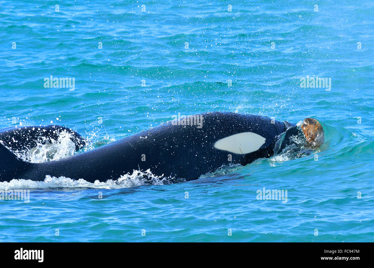 Orca (Orcinus orca) (killer whale) attacking South American sea lion (Otaria flavescens), Patagonia, Argentina, South America Stock Photo