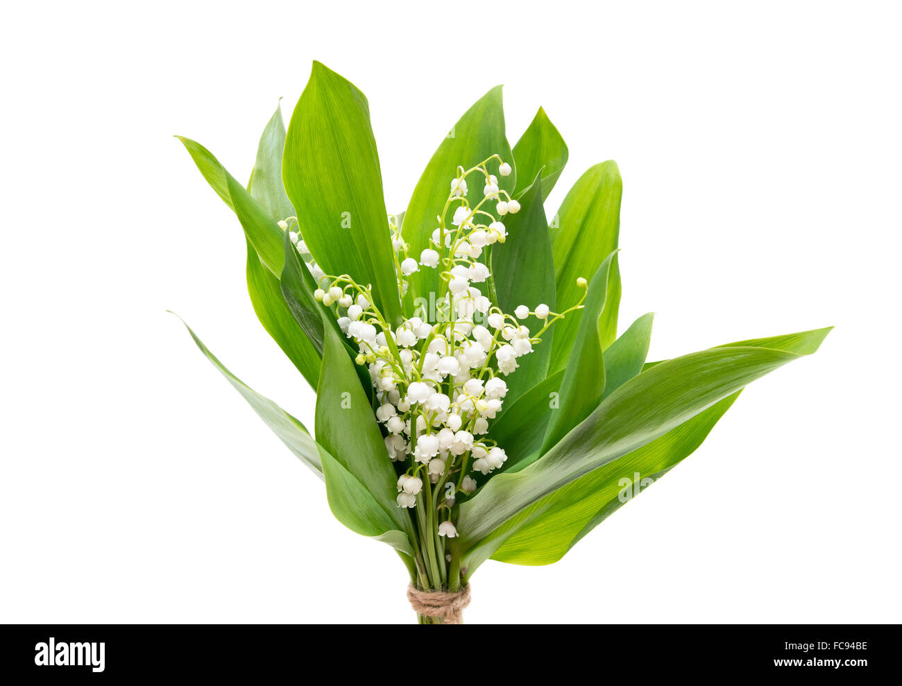 Bouquet of lily of the valley in on a white background Stock Photo - Alamy