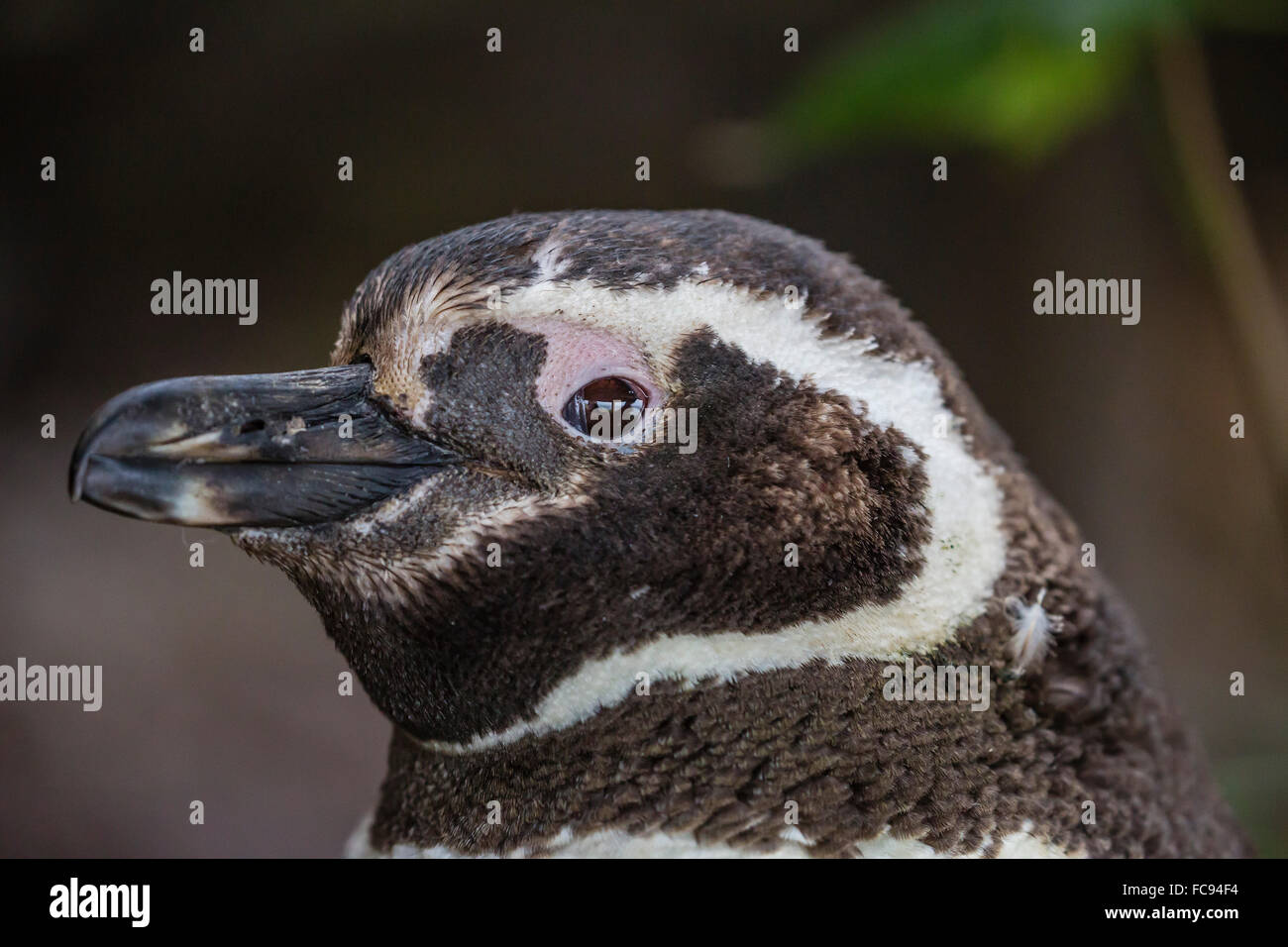 Adult Magellanic penguin (Spheniscus magellanicus) head detail, Gypsy Cove, outside Stanley, Falkland Islands, South America Stock Photo