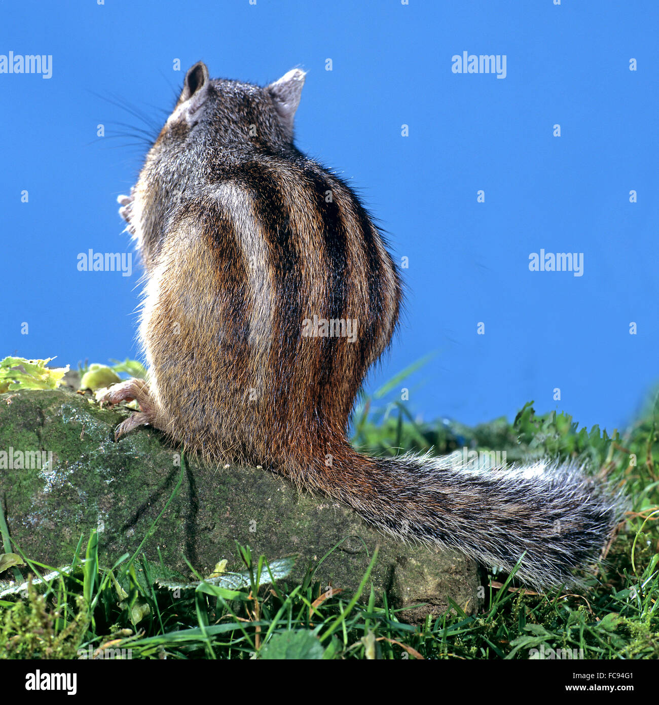 Siberian chipmunk (Tamias sibiricus). Adult sitting, seen from the rear ...