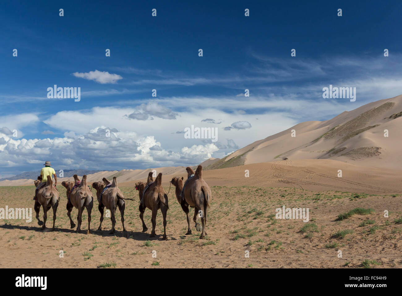 Bactrian camel train along base of huge sand dunes, blue skies on a summer evening, Khongoryn Els, Gobi Desert, Mongolia Stock Photo
