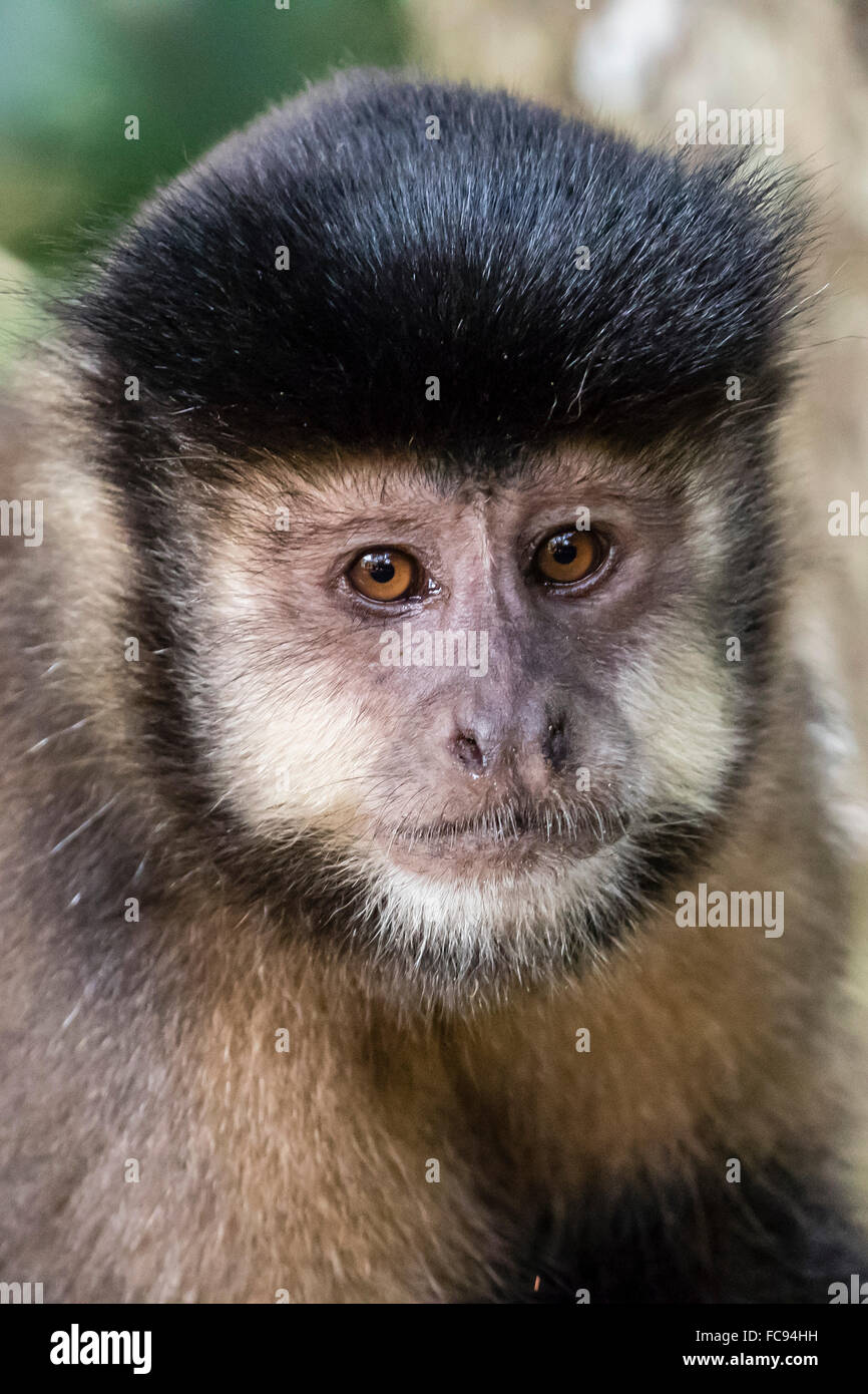 Adult black capuchin (Sapajus nigritus) head detail, Iguazu Falls National Park, Misiones, Argentina, South America Stock Photo