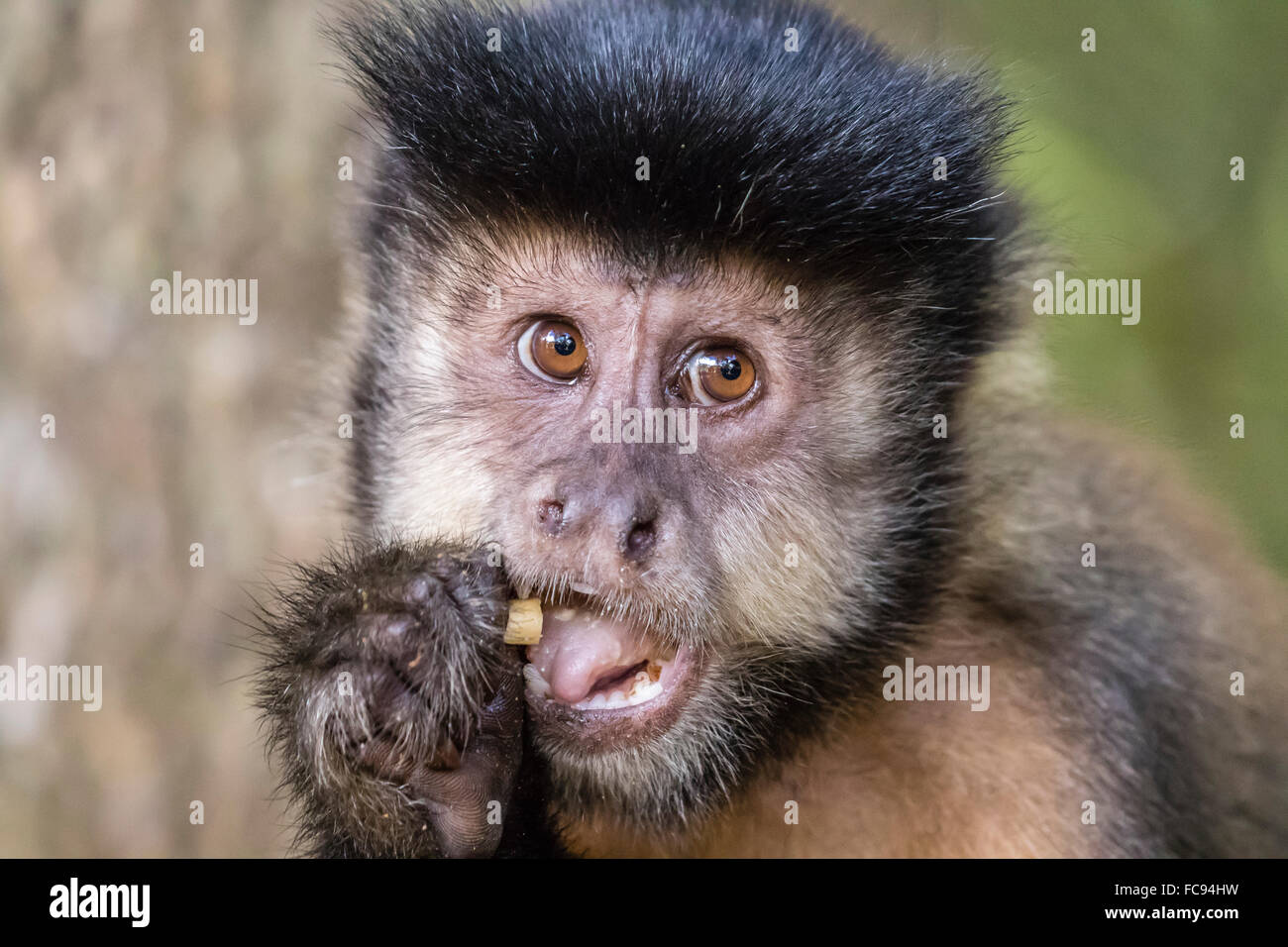 Adult black capuchin (Sapajus nigritus) head detail, Iguazu Falls National Park, Misiones, Argentina, South America Stock Photo