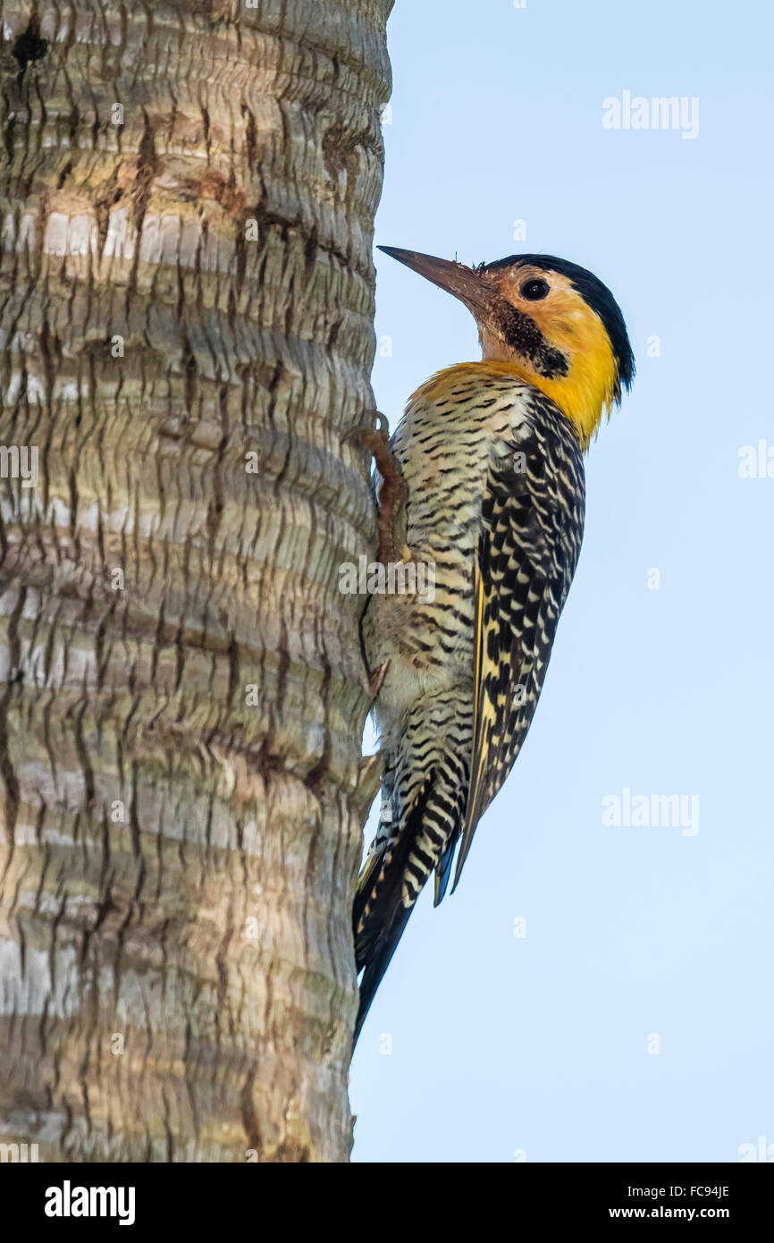 Campo flicker (Colaptes campestris), within Iguazu Falls National Park, Misiones, Argentina, South America Stock Photo