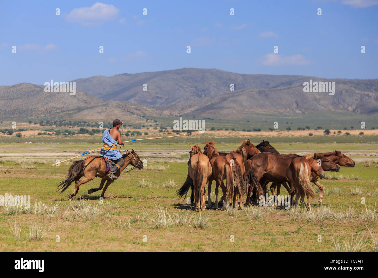 Mounted nomad holds uurga and herds horses in summer, Khogno Khan Uul Nature Reserve, Gurvanbulag, Bulgan, Northern Mongolia Stock Photo