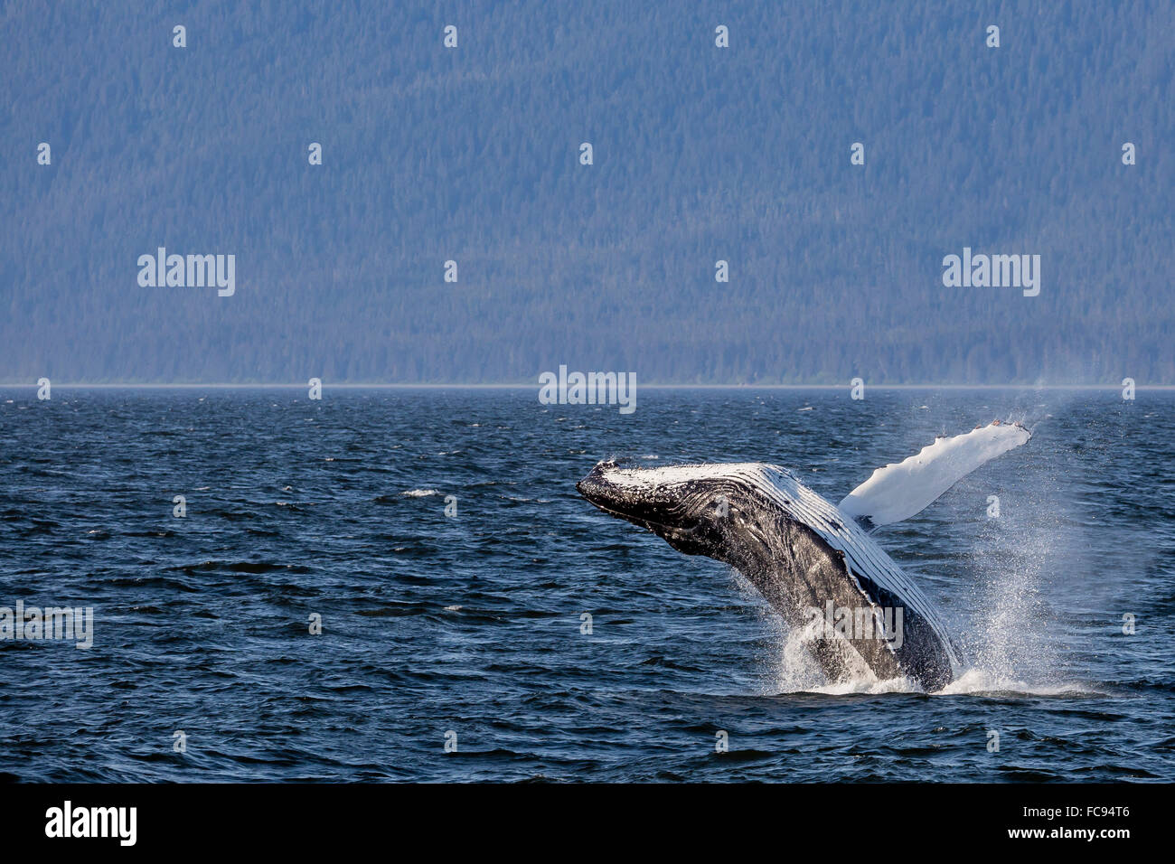 Mother humpback whale (Megaptera novaeangliae) breaching near her calf in Icy Strait, southeast Alaska, United States of America Stock Photo