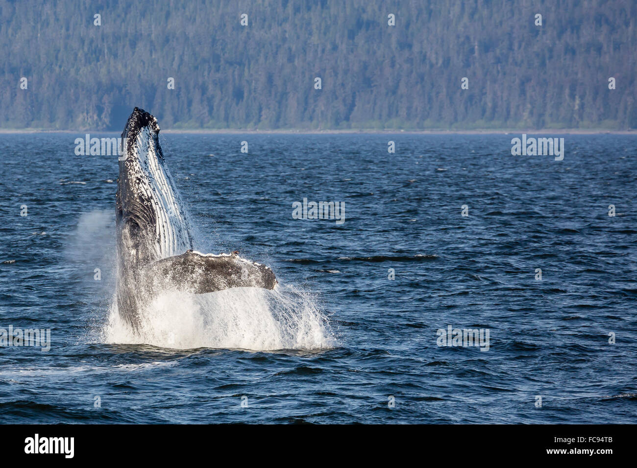 Mother humpback whale (Megaptera novaeangliae) breaching in Icy Strait, southeast Alaska, United States of America Stock Photo