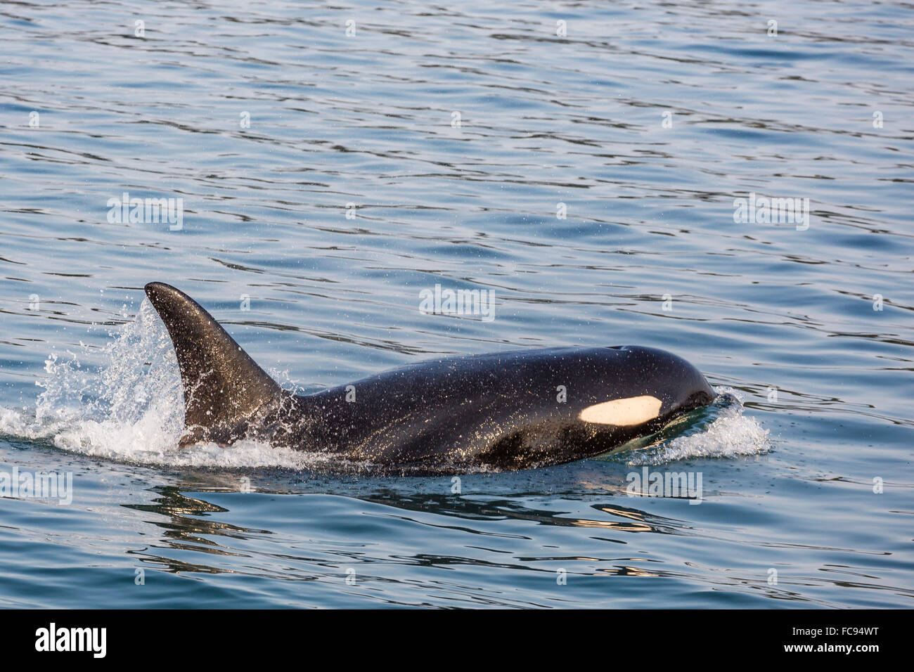 An adult killer whale (Orcinus orca) surfacing in Glacier Bay National Park, Southeast Alaska, United States of America Stock Photo
