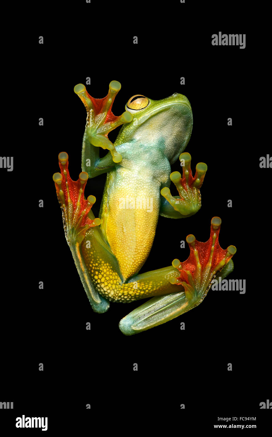 Underside, neotropical palm tree frog (Hypsiboas pelluscensa), Choco rainforest, Ecuador Stock Photo