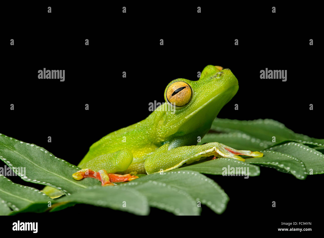 Palmar tree frog (Hypsiboas pelluscensa), Choco rainforest, Ecuador Stock Photo