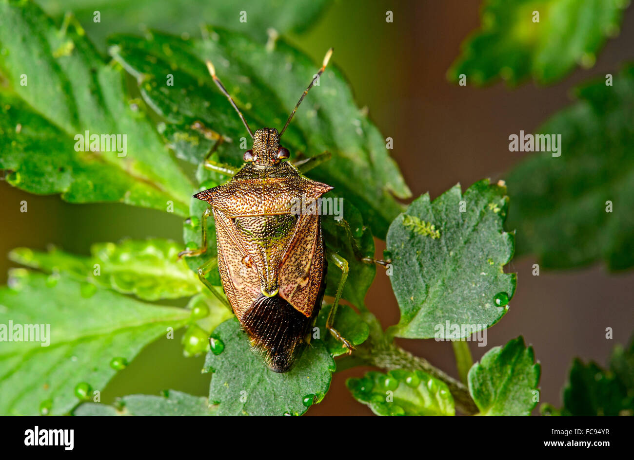 Shield bug (Troilus luridus) on leaf, fog rainforest, Cosanga, Ecuador Stock Photo