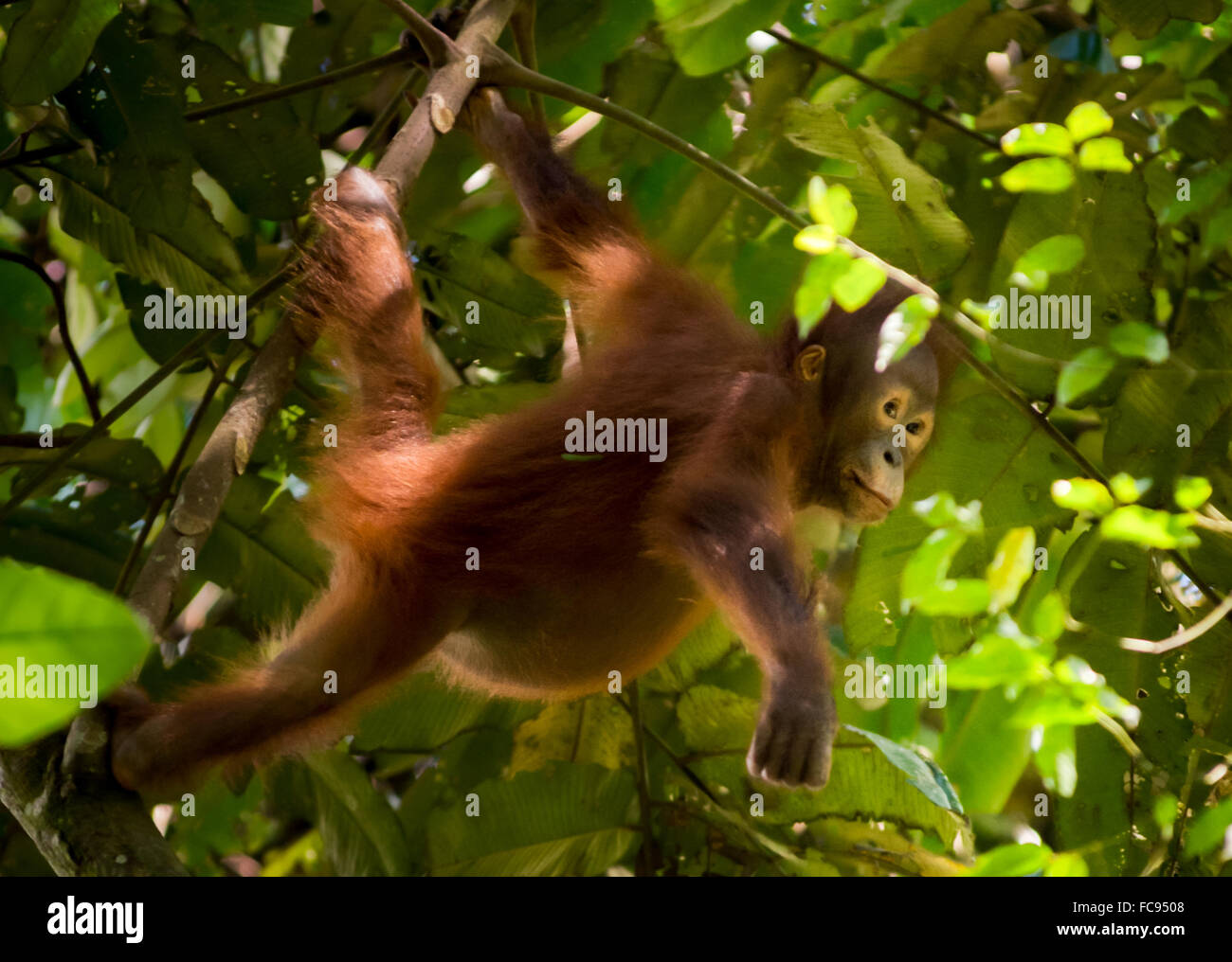 Young bornean orangutan (Pongo pygmaeus morio) in the wild. Kutai National Park, Indonesia. Stock Photo
