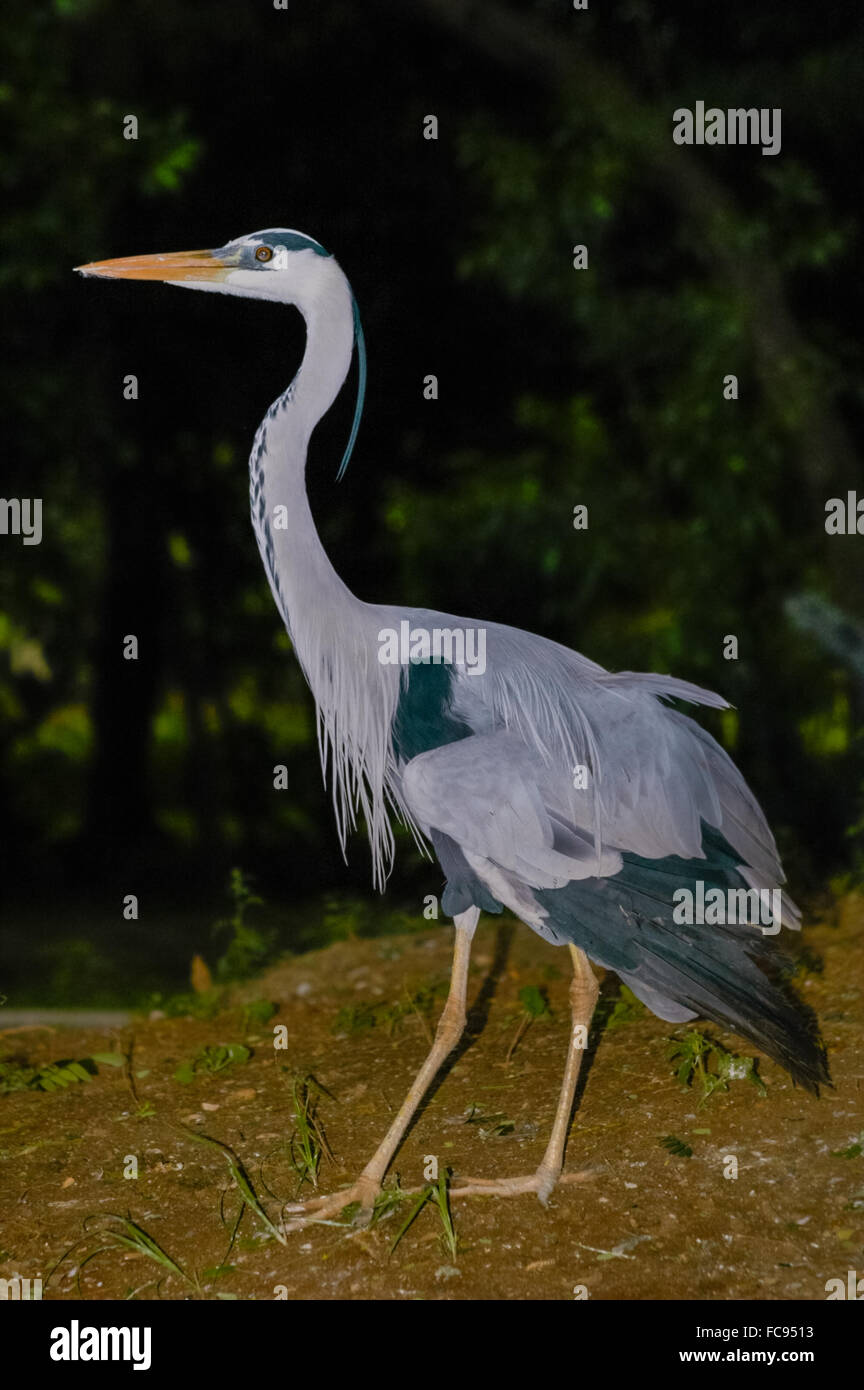 Wild heron spotted at Ancol Bird Park, North Jakarta, Jakarta, Indonesia. Archival photo. Stock Photo
