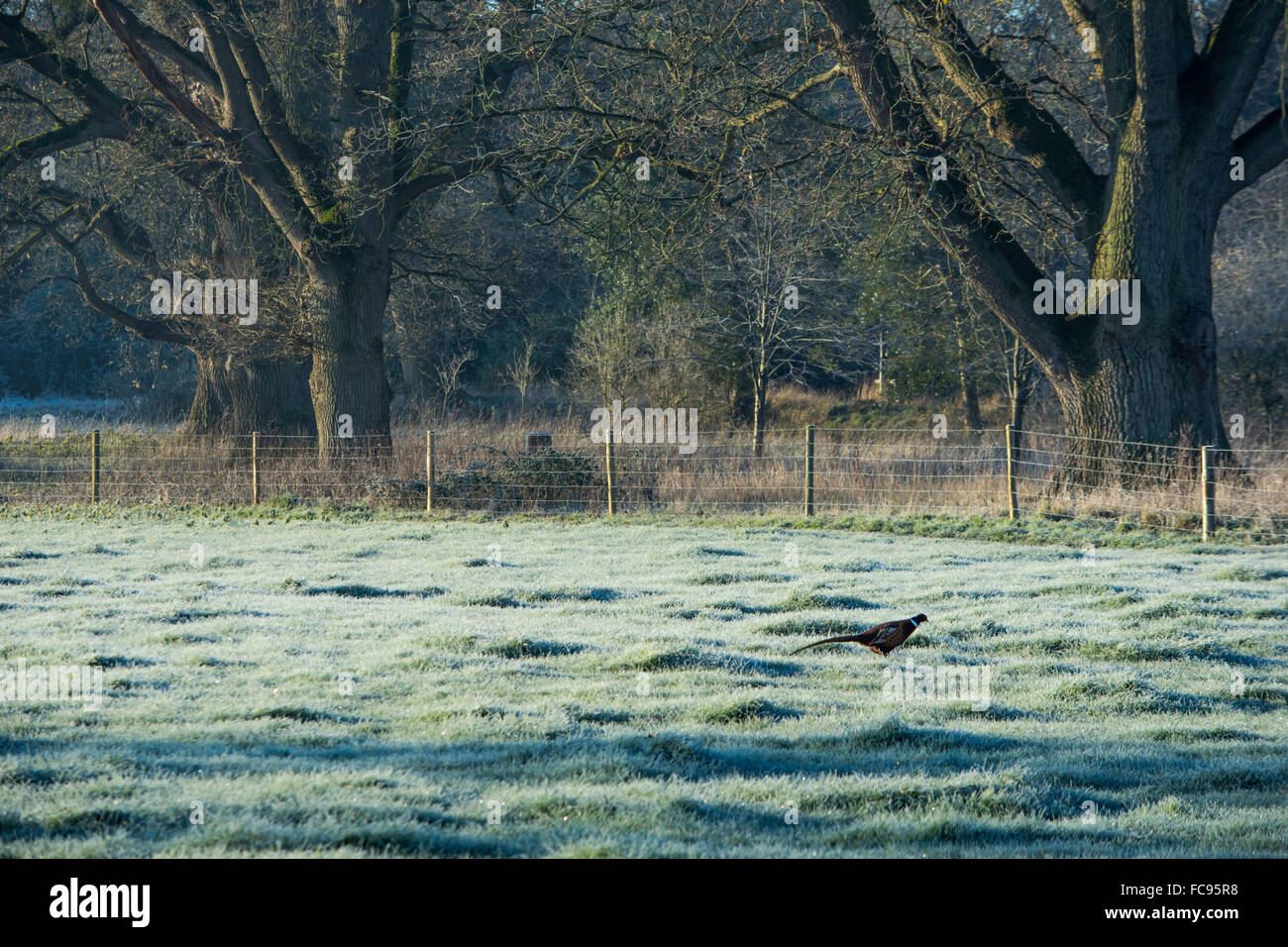 Pheasant in a Field Stock Photo