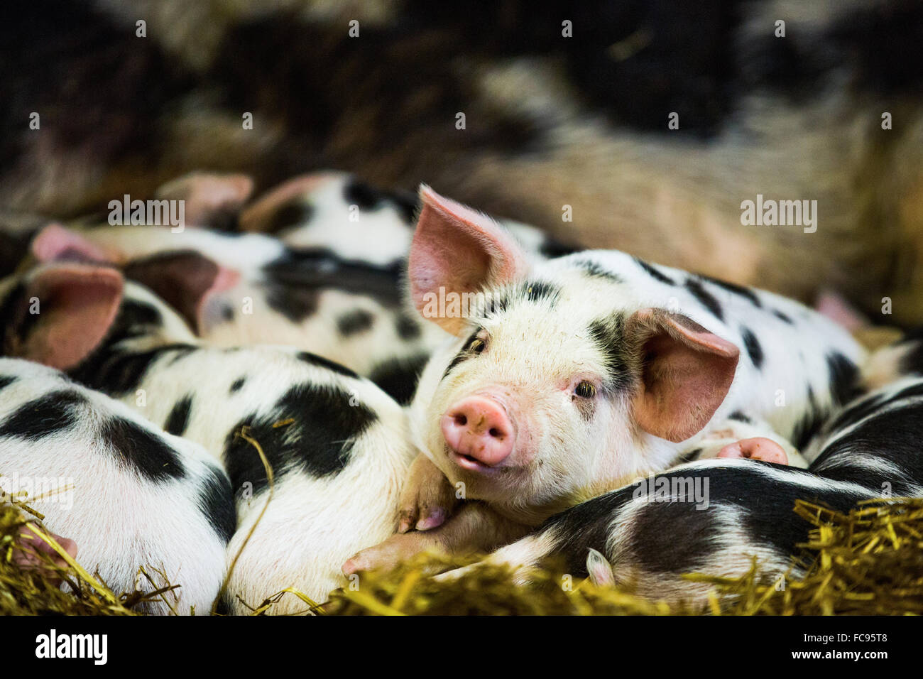 Piglets in Gloucestershire, England, United Kingdom, Europe Stock Photo
