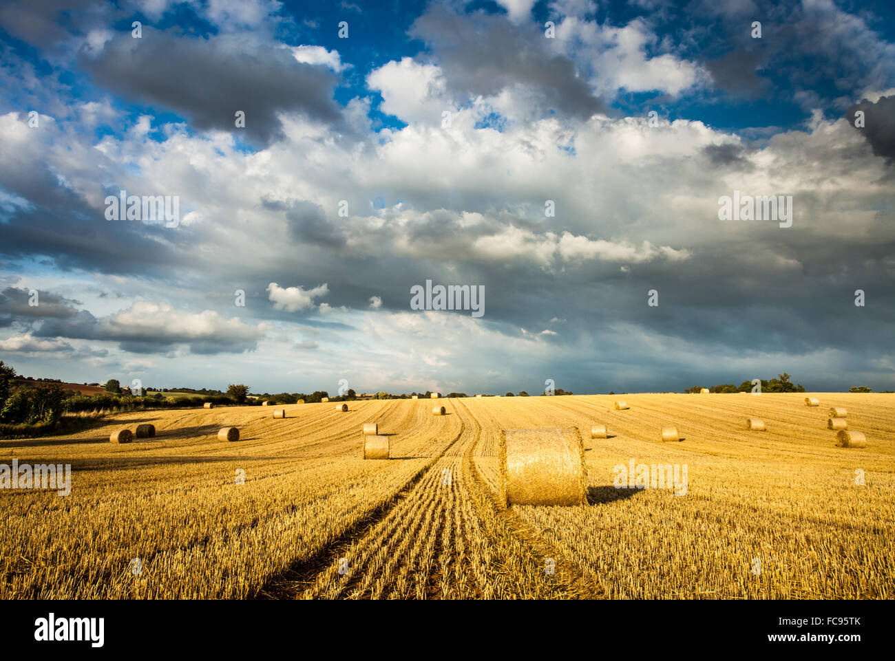 Baled field, Gloucestershire, England, United Kingdom, Europe Stock Photo