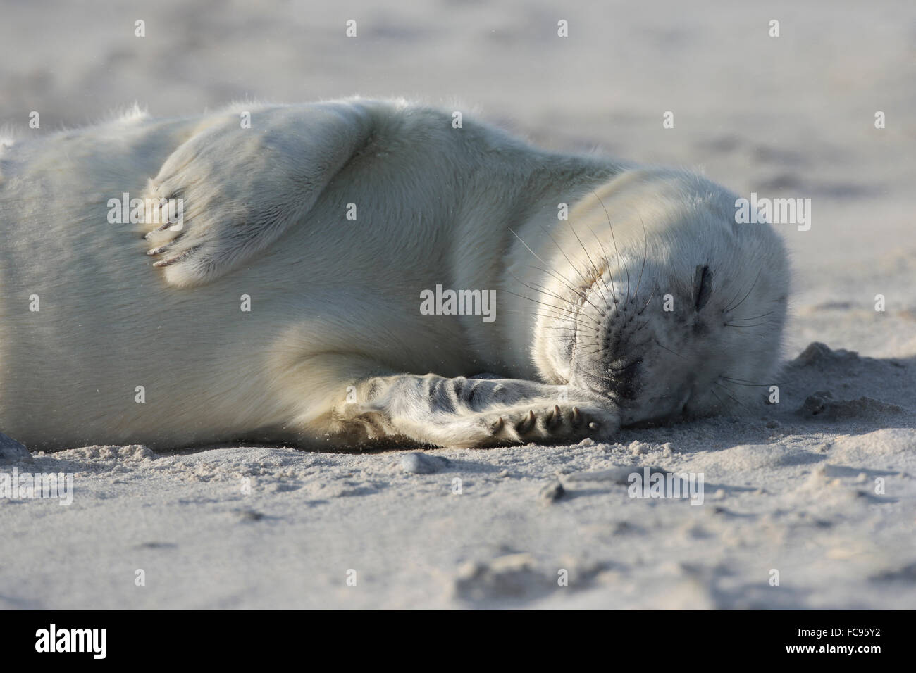 Grey seal, Helgoland-Duene, Germany, Europe Stock Photo