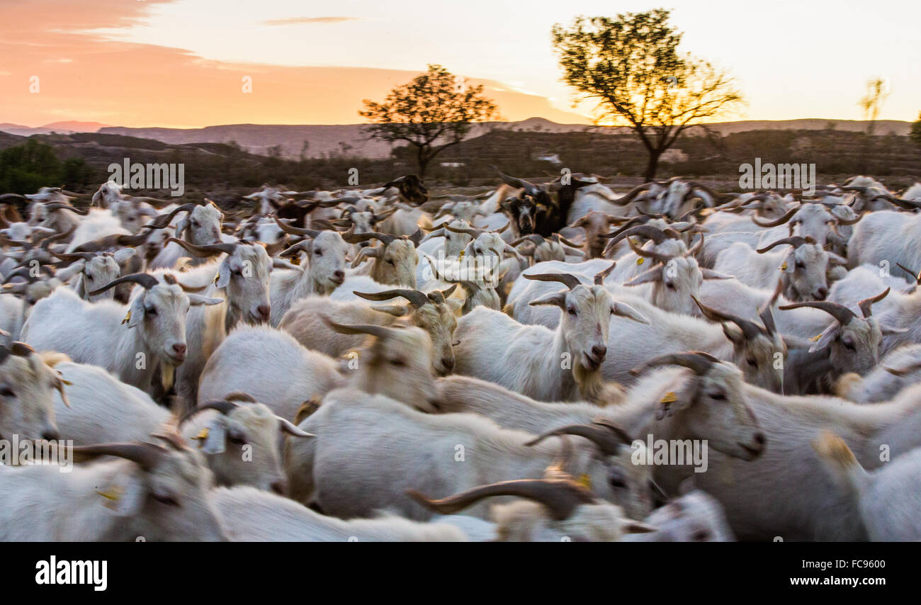 Goats in Andalucia, Spain, Europe Stock Photo
