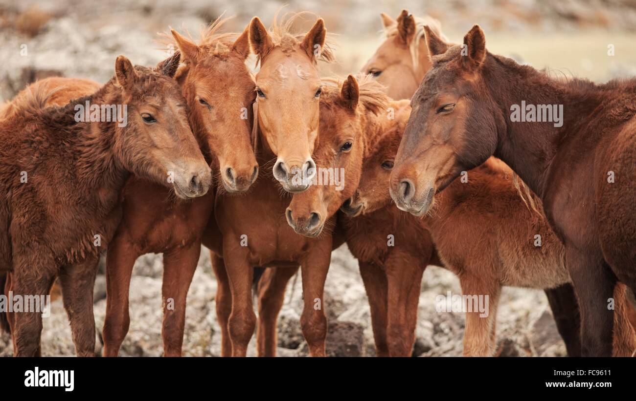 Semi-wild Mongolian horses keeping close in the Mongolian steppes, Mongolia, Central Asia, Asia Stock Photo