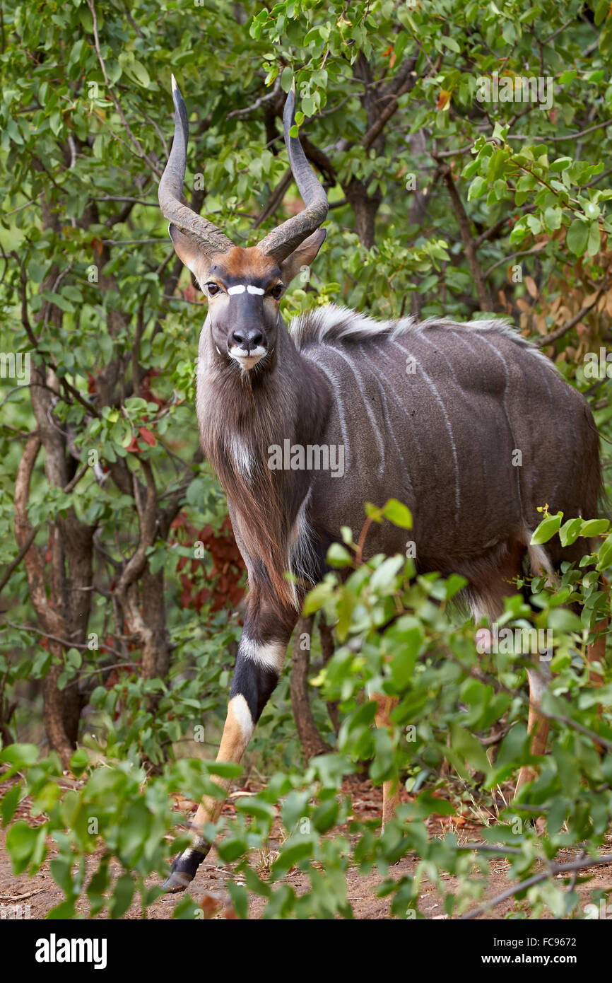 Nyala (Tragelaphus angasii) buck, Kruger National Park, South Africa, Africa Stock Photo