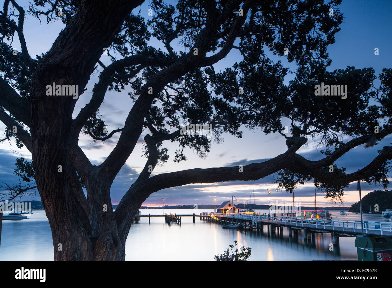 Pohutukawa tree, Russell, Bay of Islands, North Island, New Zealand, Pacific Stock Photo