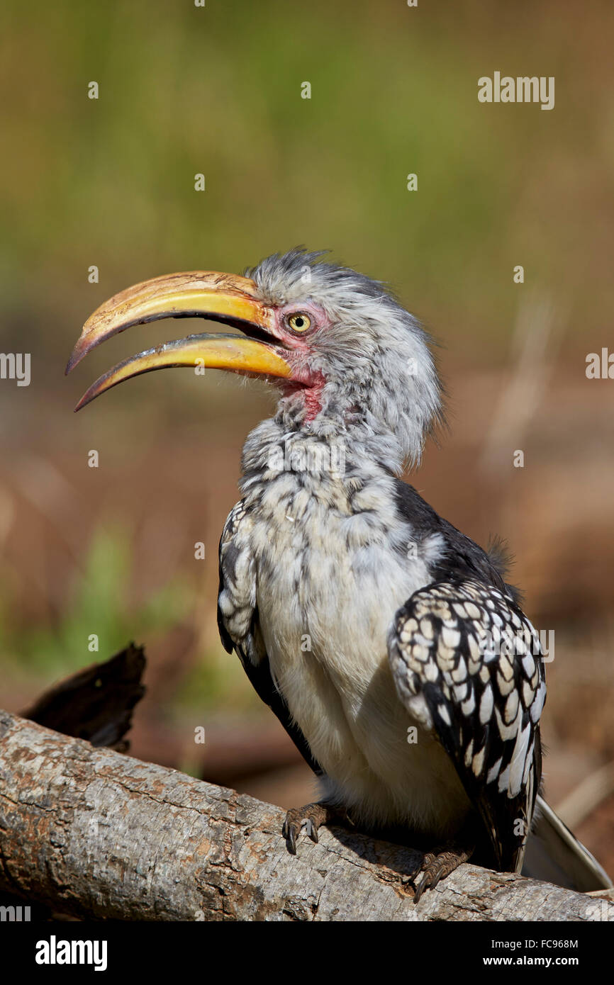Southern yellow-billed hornbill (Tockus leucomelas), Kruger National Park, South Africa, Africa Stock Photo