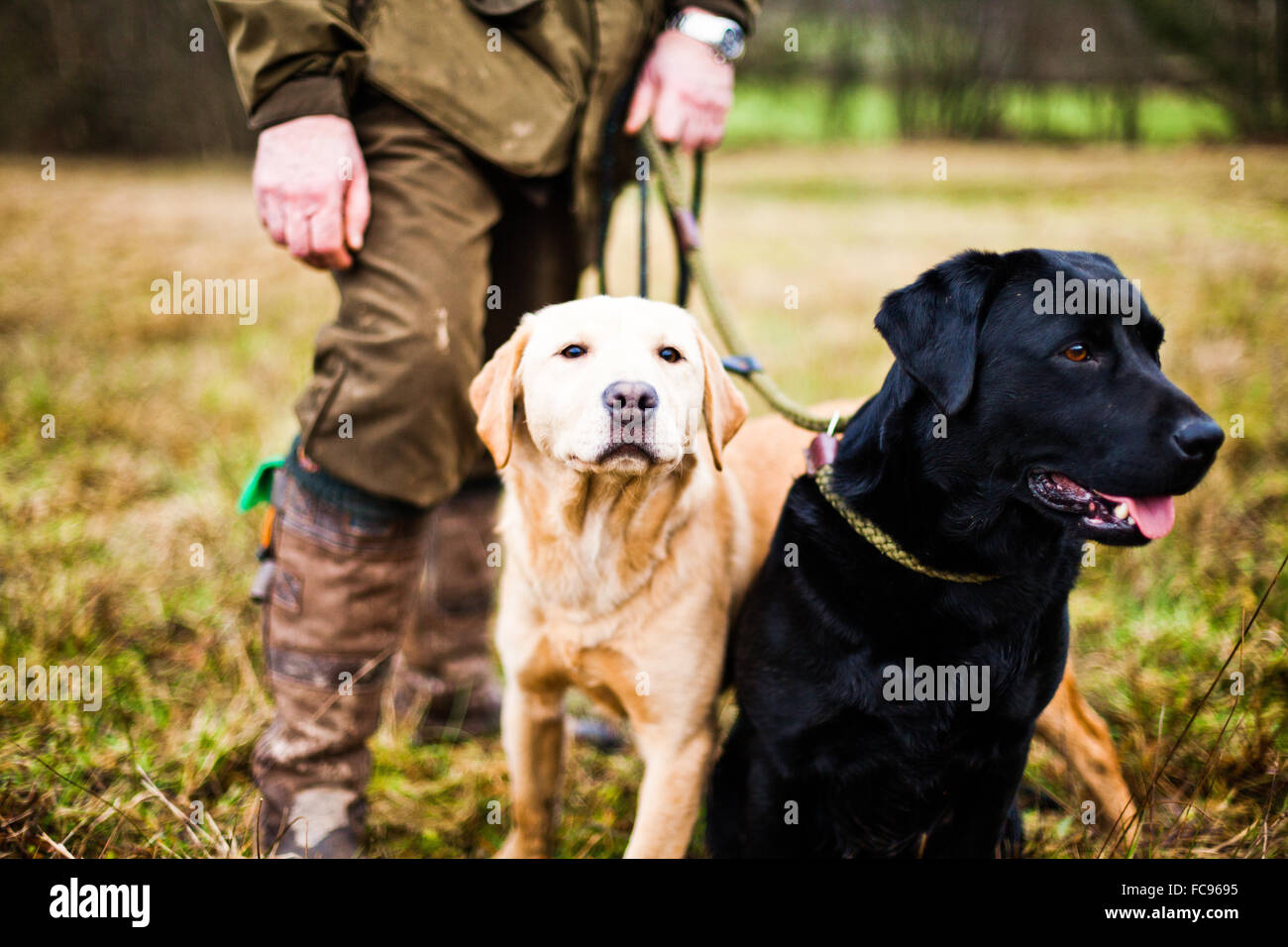 Gun dogs, Buckinghamshire, England, United Kingdom, Europe Stock Photo
