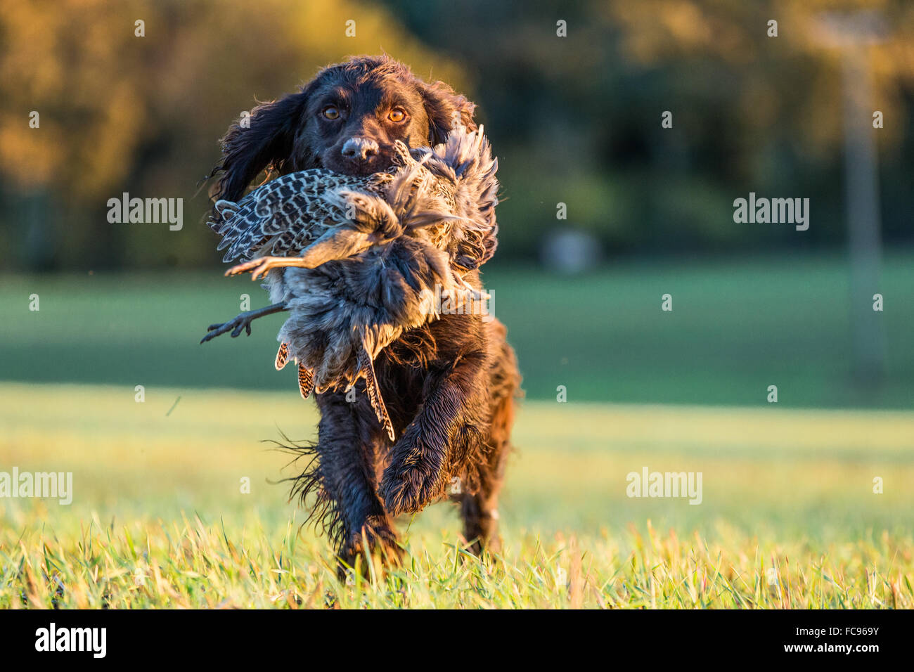 Gun dog with pheasant, Buckinghamshire, England, United Kingdom, Europe Stock Photo