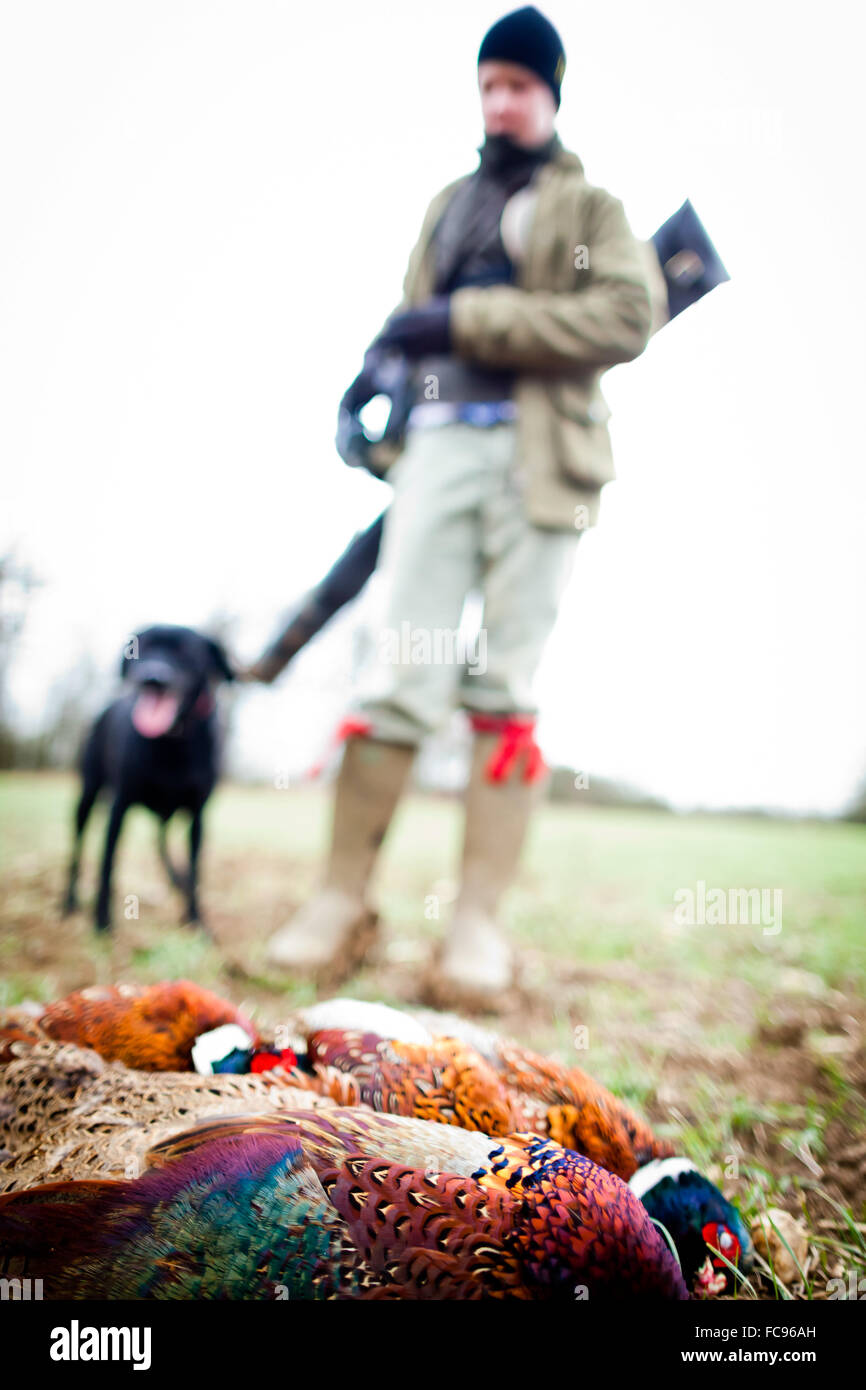 Pheasant and gun and gun dog, Oxfordshire, England, United Kingdom, Europe Stock Photo