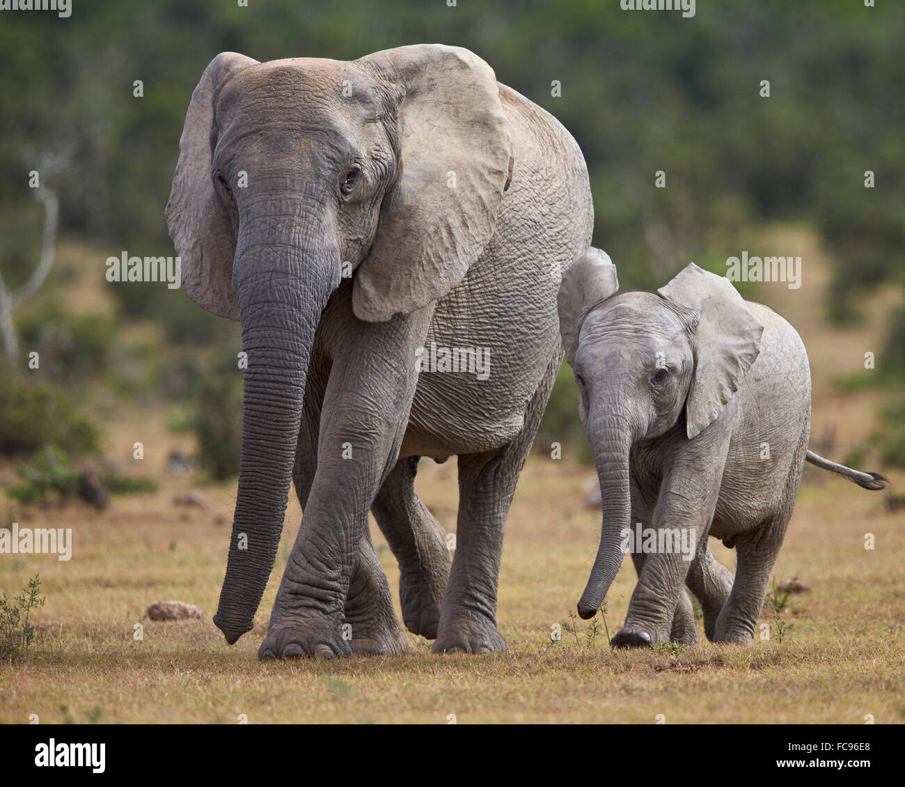 African elephant (Loxodonta africana) adult and young, Addo Elephant National Park, South Africa, Africa Stock Photo