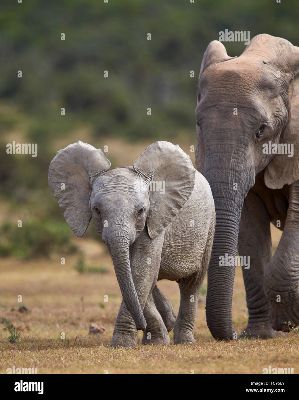 African elephant (Loxodonta africana) juvenile and adult, Addo Elephant National Park, South Africa, Africa Stock Photo