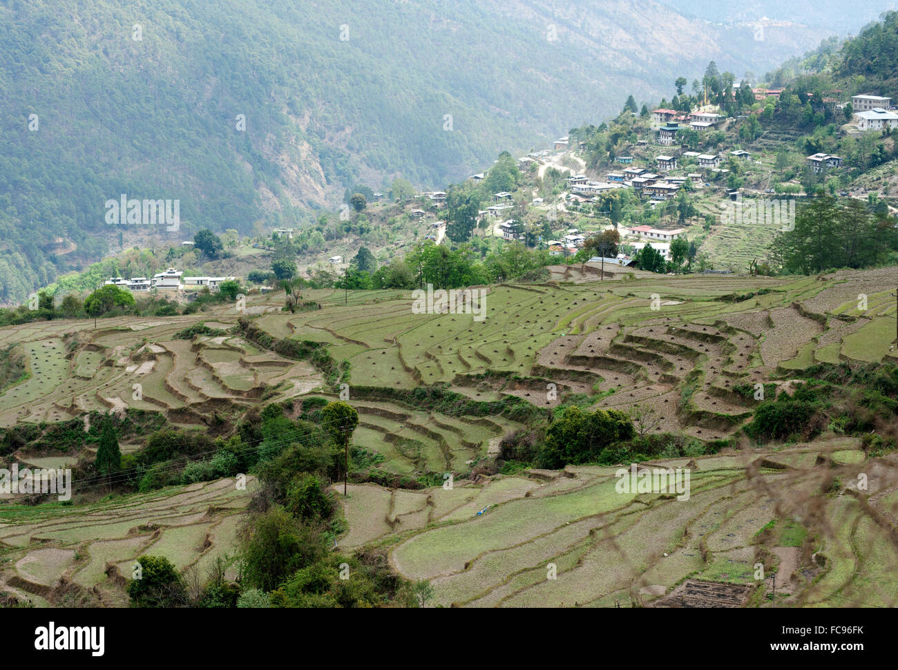 Terraced ricefields near Kuruthang, on the Puna Tsang Chu valley beside the road from Thimpu to Punakha, Bhutan, Asia Stock Photo