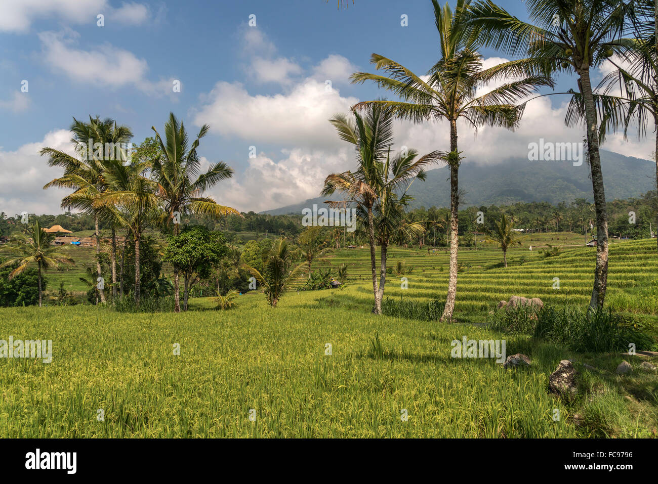 Reisterrassen von Jatiluwih, UNESCO Welterbe auf Bali, Indonesien |  the Jatiluwih Rice Terraces, UNESCO world heritage on Bali, Stock Photo