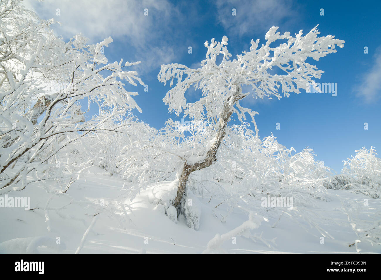 Trees in the snow, winter landscapes - Sakhalin Island, Russia. Stock Photo