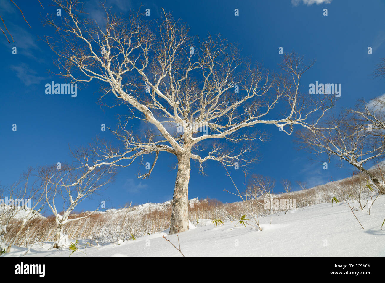 Trees in the snow, winter landscapes - Sakhalin Island, Russia. Stock Photo