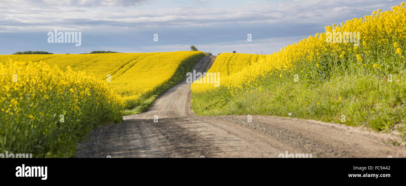 Rural Country Road And Yellow Rapeseed Fields In Skane Rural Country Road And Yellow Rapeseed Fields In Skane